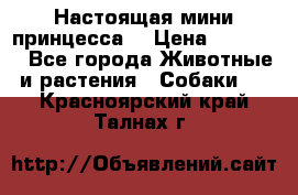 Настоящая мини принцесса  › Цена ­ 25 000 - Все города Животные и растения » Собаки   . Красноярский край,Талнах г.